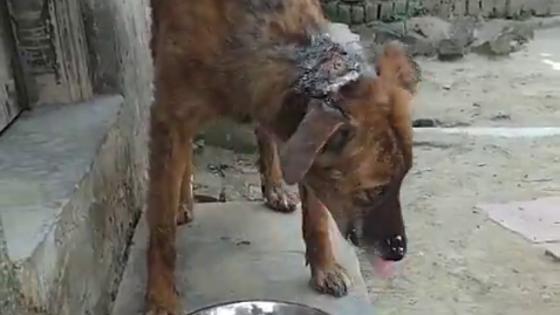 Odisha dog 1