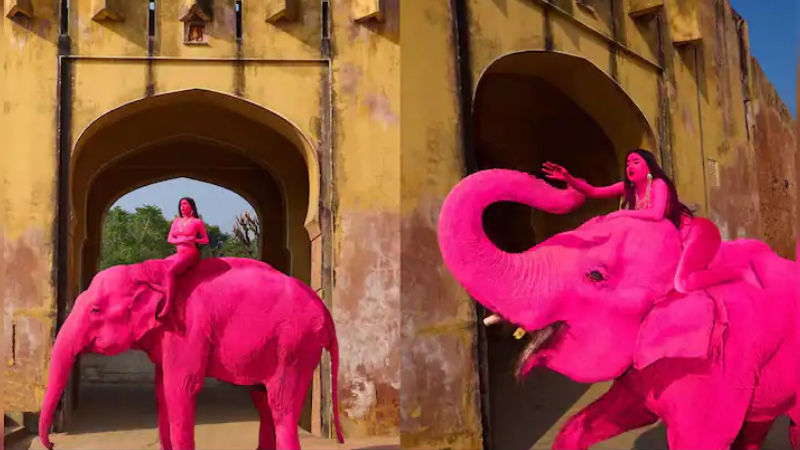 Pink Elephant
