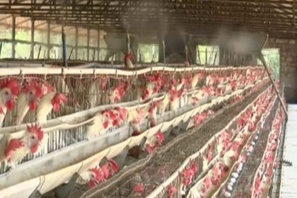 Poultry industry Summer