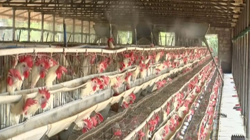 Poultry industry Summer