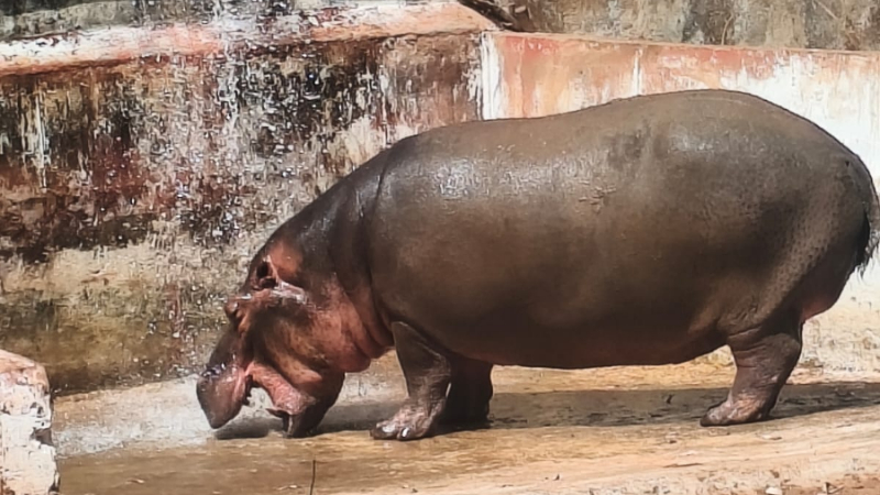 Tyavarekoppa Hippopotamus Shivamogga 1