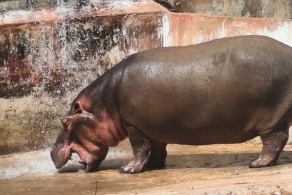 Tyavarekoppa Hippopotamus Shivamogga
