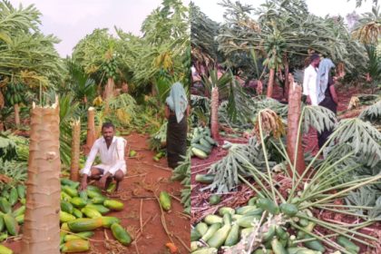 Vijayanagara Rain Papaya Crop Destroyed