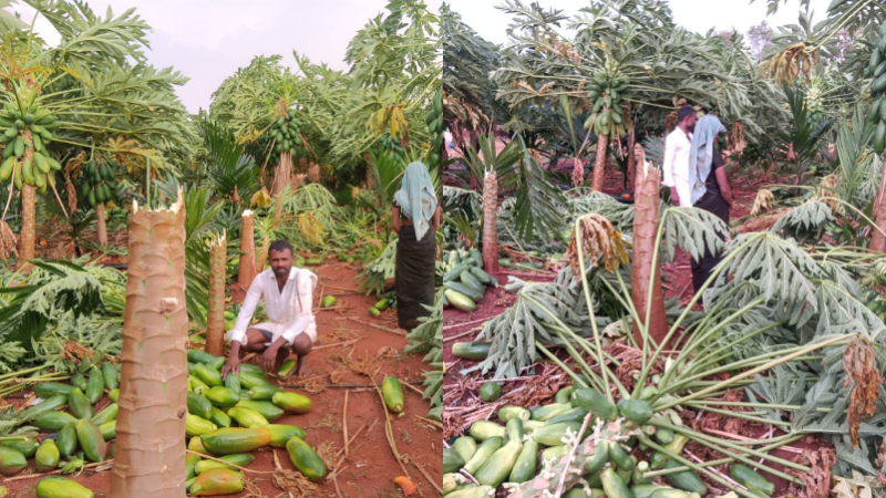 Vijayanagara Rain Papaya Crop Destroyed