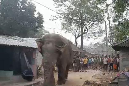 West Bengal Election Election elephant appeared at a booth in the Jangalmahal forest region during the first phase of voting