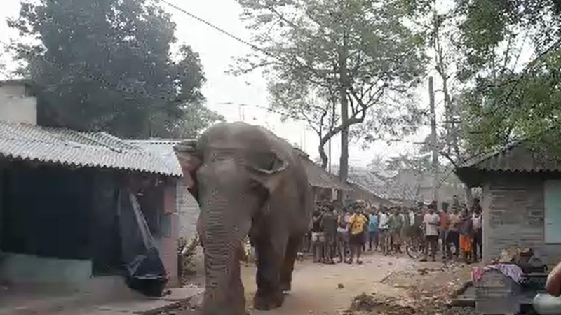 West Bengal Election Election elephant appeared at a booth in the Jangalmahal forest region during the first phase of voting