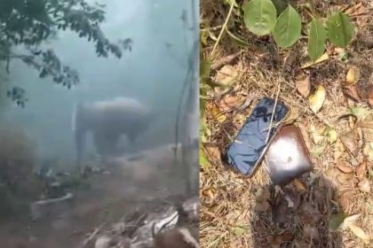 Wild elephant attacks three ETF staff in Hassan Beluru