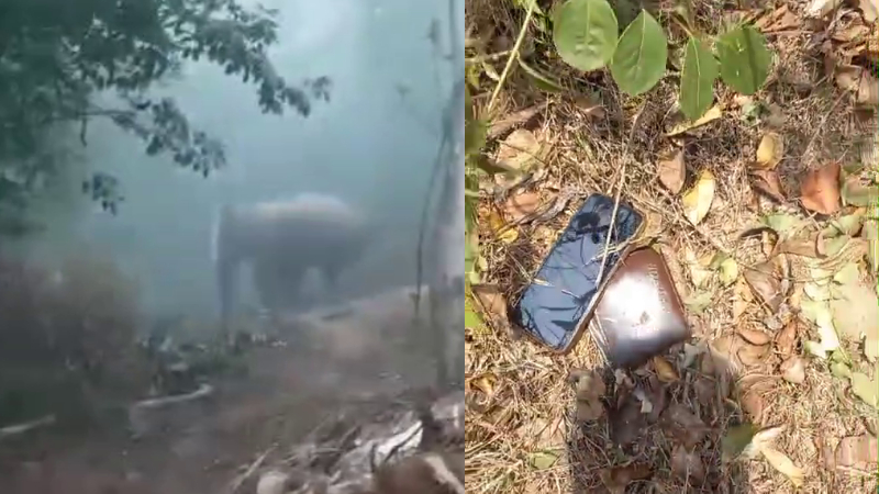 Wild elephant attacks three ETF staff in Hassan Beluru