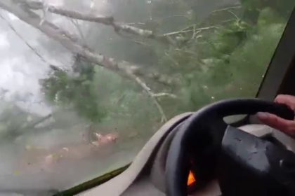 a huge tree fell in front of a moving car in aldur chikkamagaluru