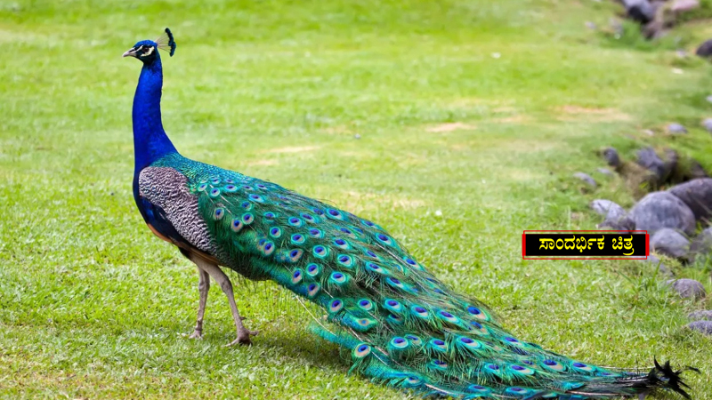 peacock