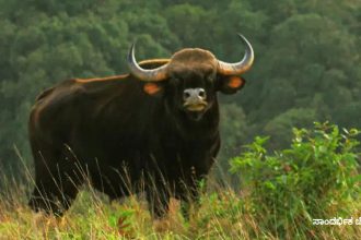 wild buffalo