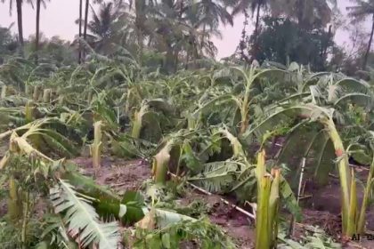Acres of banana crop destroyed due to unseasonal rains in Hassan