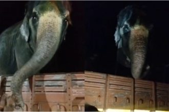 Despite opposition Lakshmi Elephant from Hampis Virupaksha Temple finally shifted to Kolar