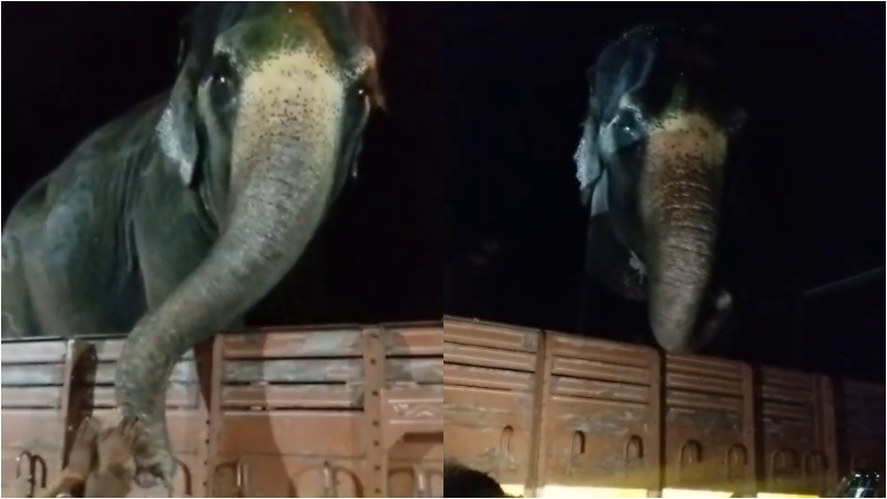 Despite opposition Lakshmi Elephant from Hampis Virupaksha Temple finally shifted to Kolar