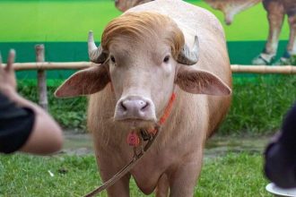 Donald Trump Buffalo