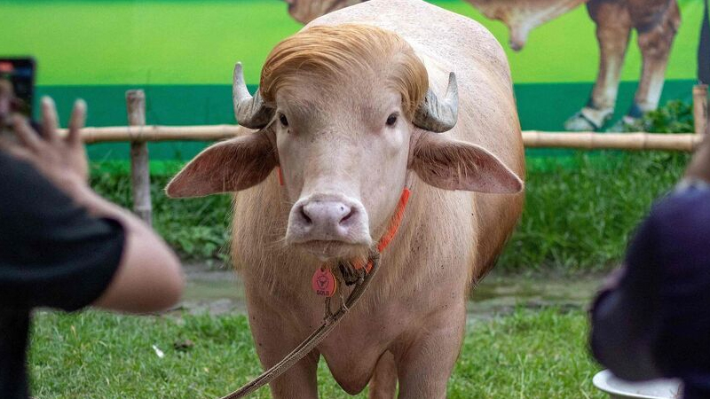 Donald Trump Buffalo