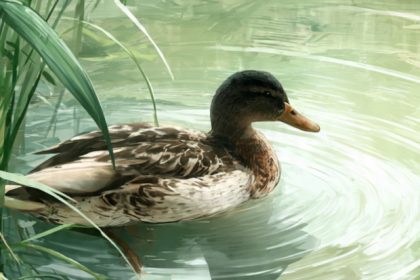 Duck