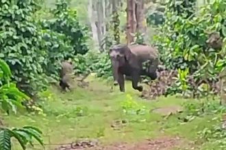 ELEPHANT 1