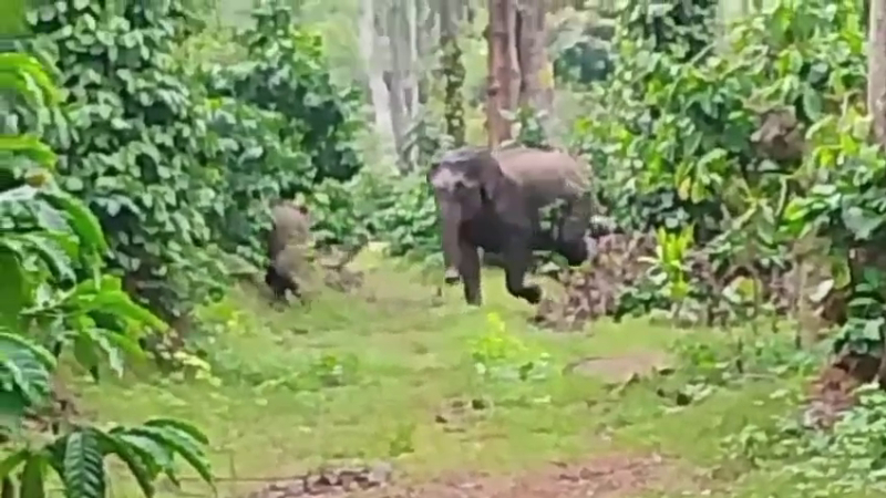 ELEPHANT 1