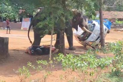 Elephant runs amok in Angamaly ernakulam tramples driver to death