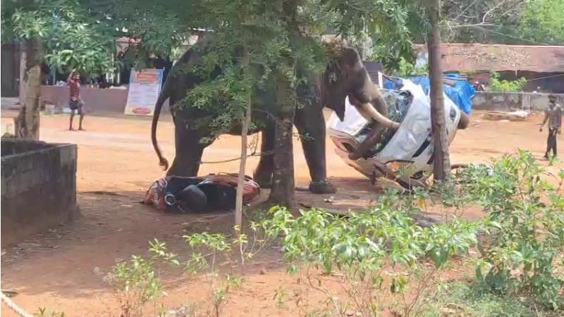 Elephant runs amok in Angamaly ernakulam tramples driver to death