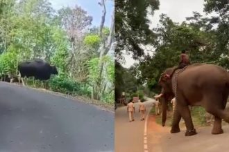 For the first time in South India the process of relocating wild buffaloes from one forest area to another in Chikkamagaluru