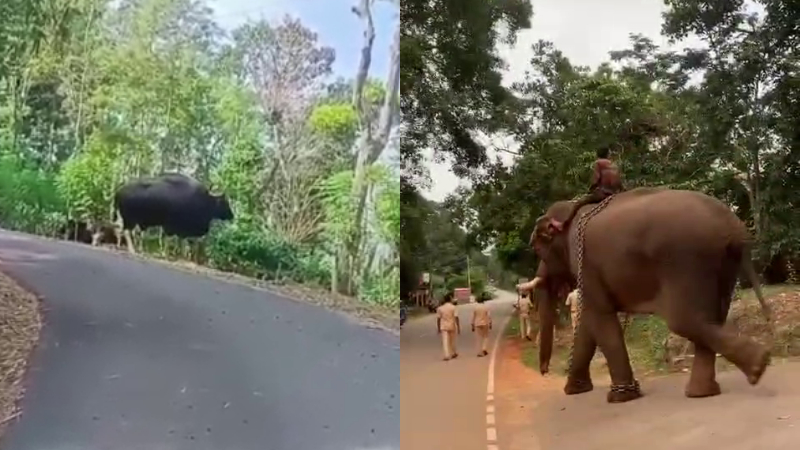 For the first time in South India the process of relocating wild buffaloes from one forest area to another in Chikkamagaluru