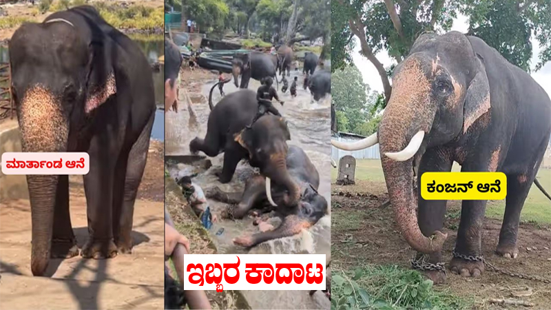 Kanjan Elephant 1