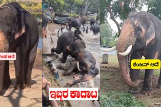 Kanjan Elephant