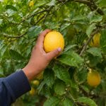 Lemon plucking