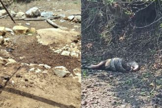 Leopard and Bidar Snake