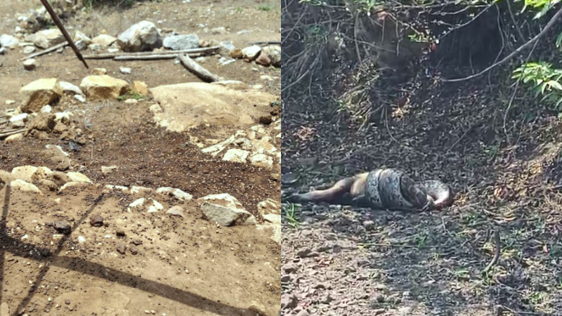 Leopard and Bidar Snake