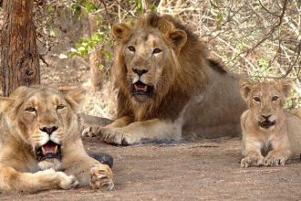 Lion