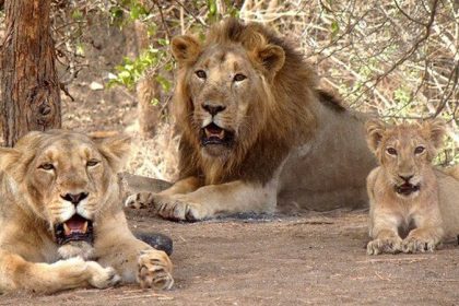 Lion