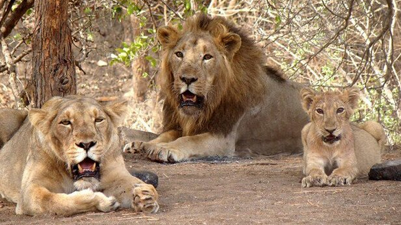Lion