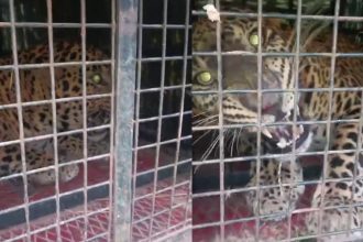 Mandya Leopard Caught