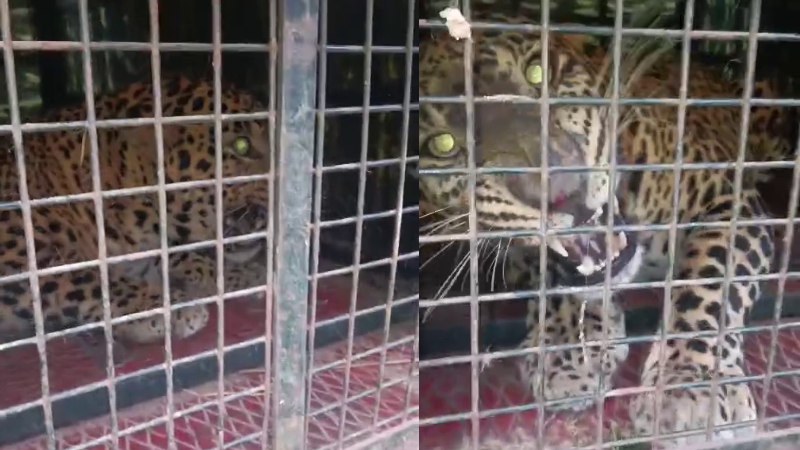 Mandya Leopard Caught