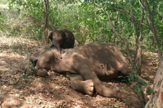 Ramanagar Elephant
