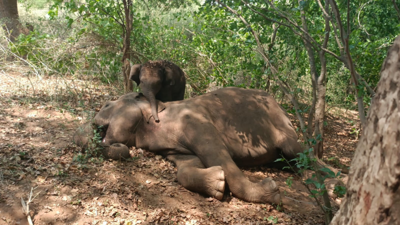Ramanagar Elephant