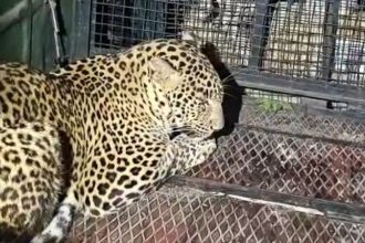 Ramanagara Leopard