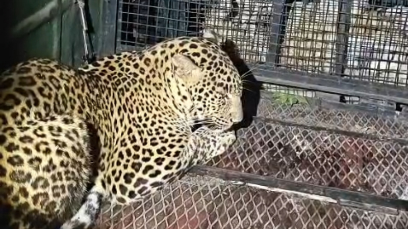 Ramanagara Leopard