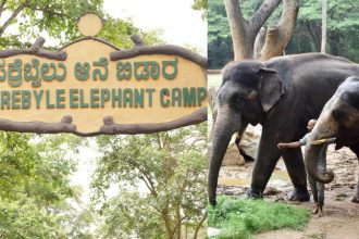 Sakrebyle Elephant Camp
