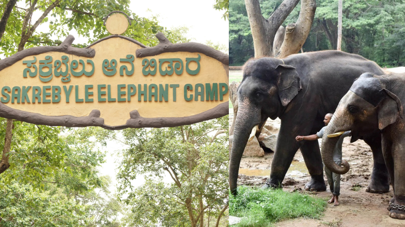 Sakrebyle Elephant Camp
