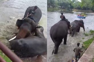 Tourist woman dies in Elephants fight in Dubare husband seriously injured