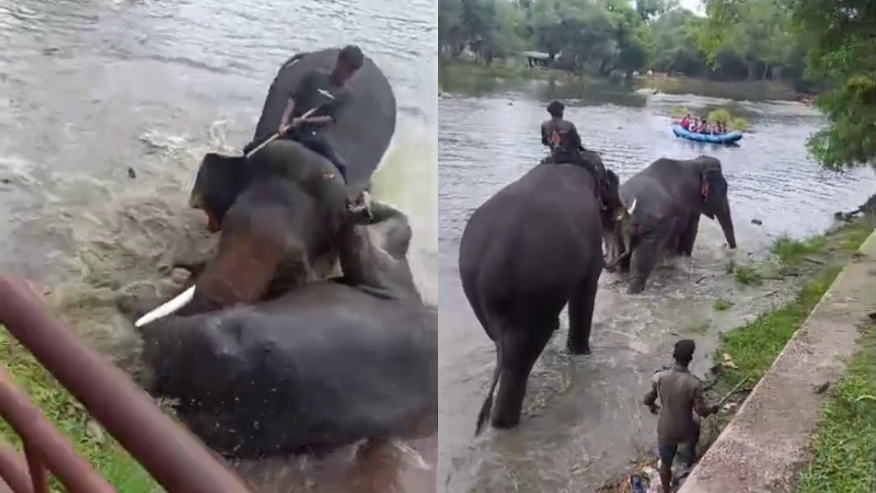 Tourist woman dies in Elephants fight in Dubare husband seriously injured