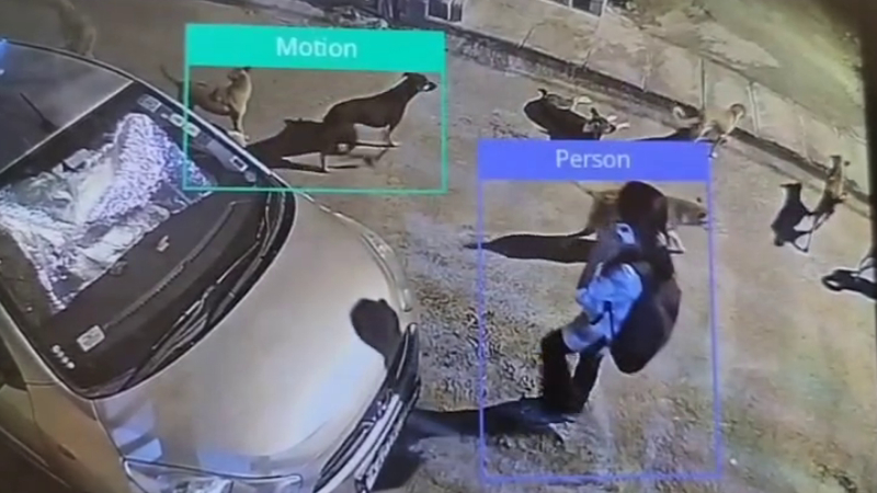 dog attack