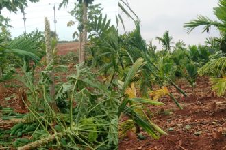rain damage to areca nut crops in jagalur davangere