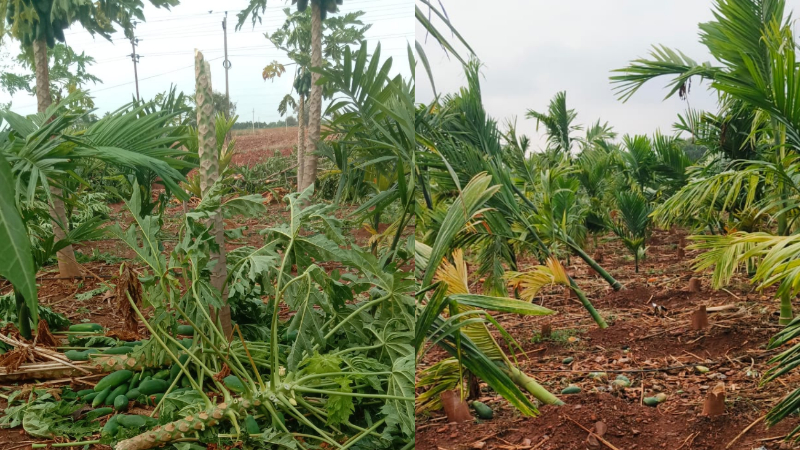 rain damage to areca nut crops in jagalur davangere