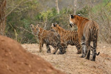 tigers