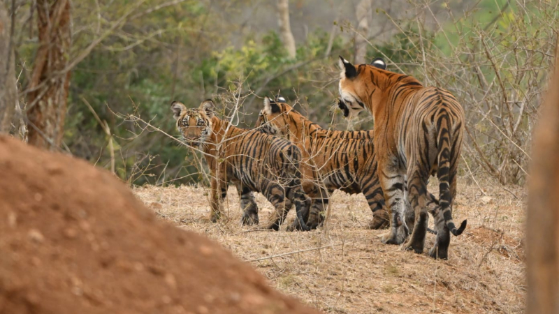 tigers